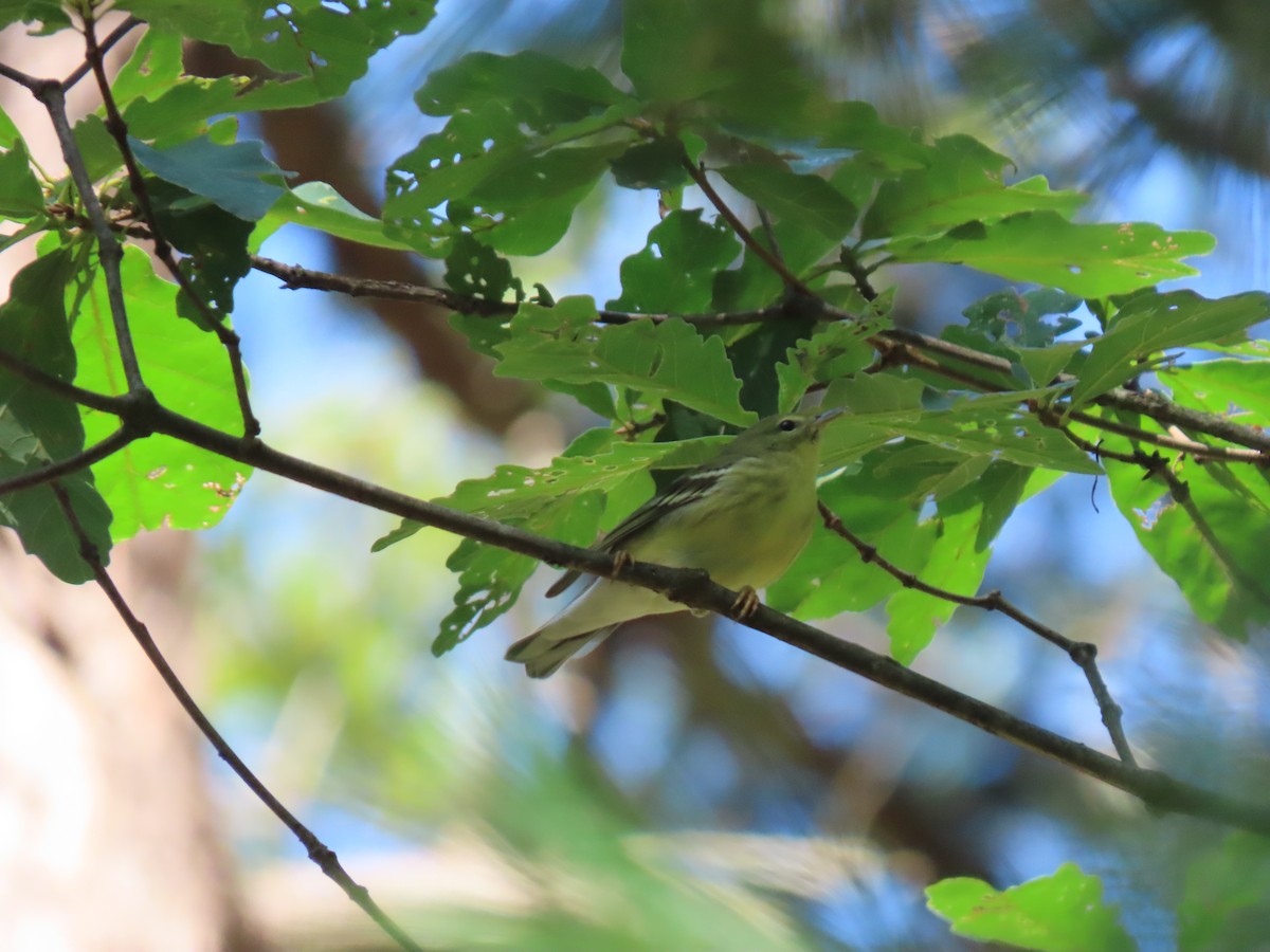 Blackpoll Warbler - ML623601321