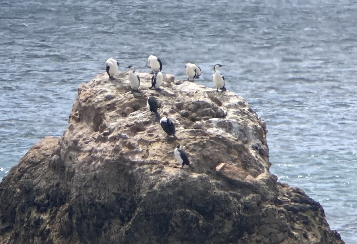 Black-faced Cormorant - ML623601355