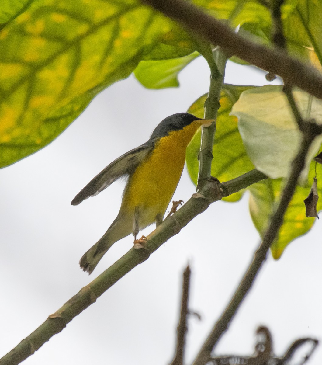 Tropical Parula - ML623601371