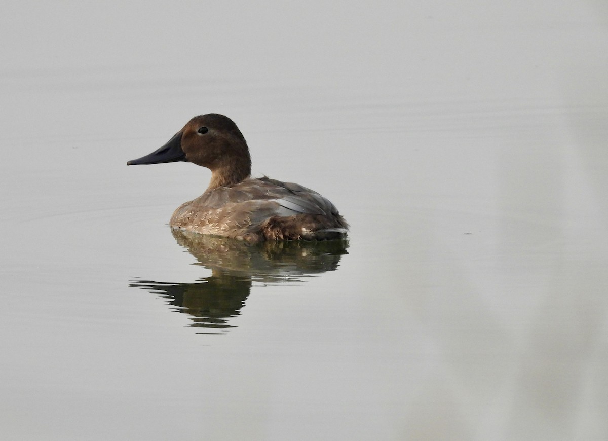 Canvasback - ML623601388