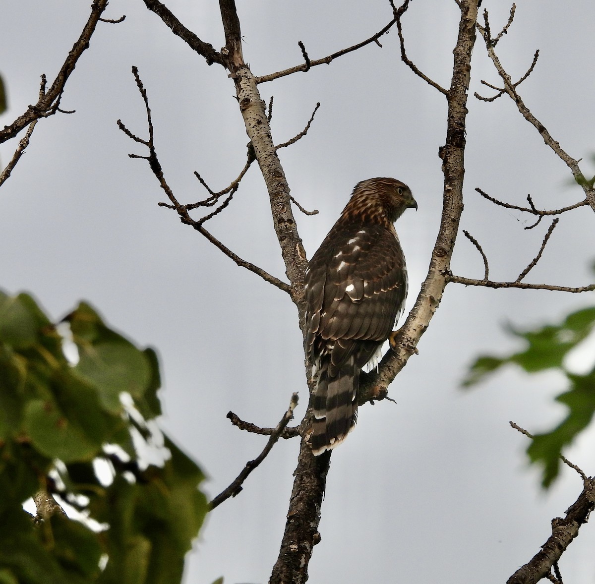 Cooper's Hawk - ML623601393