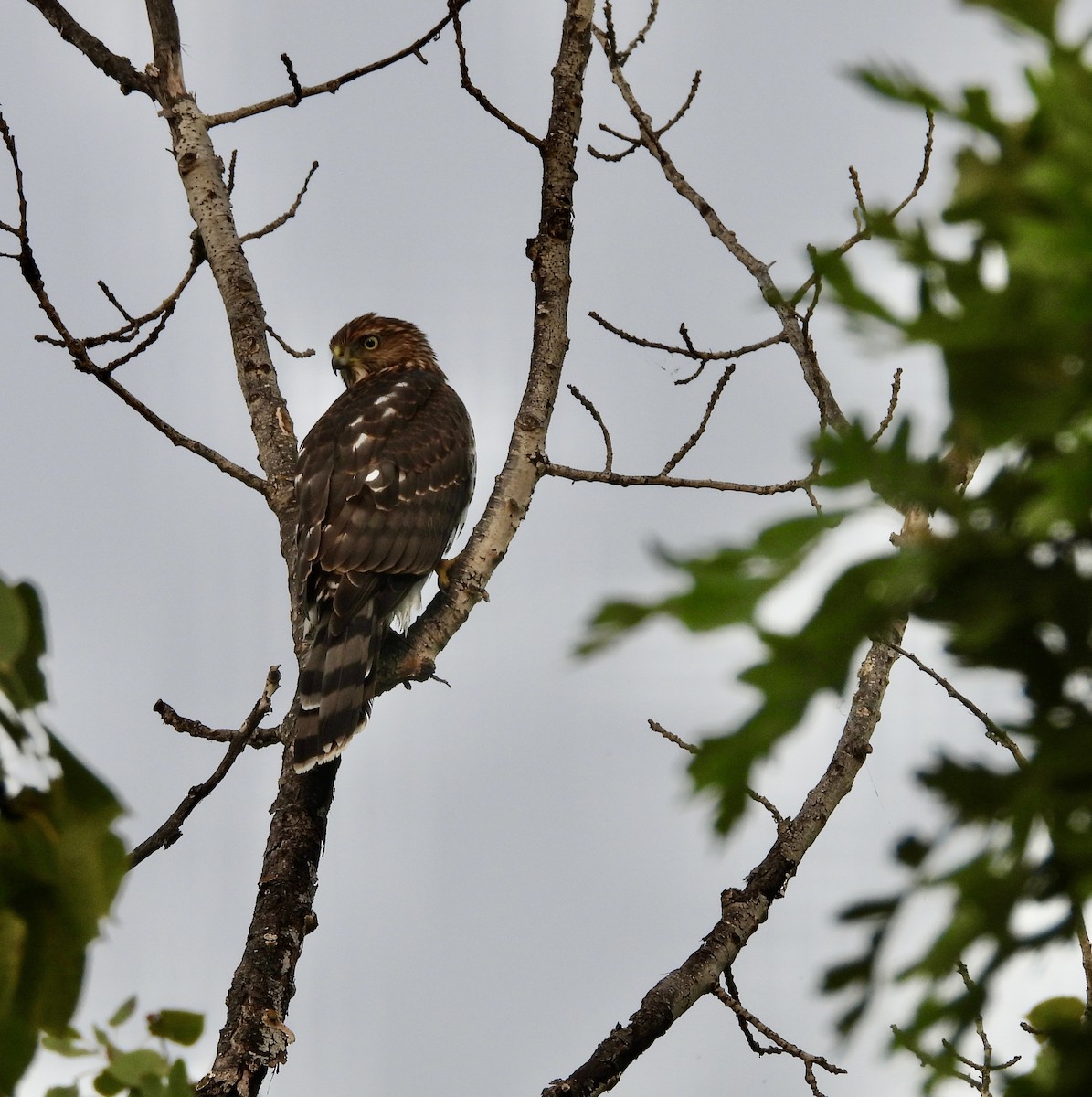 Cooper's Hawk - ML623601394