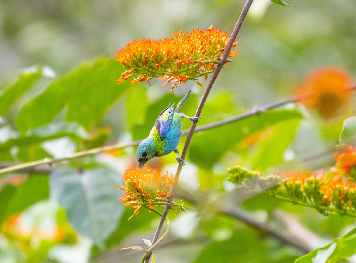 Green-headed Tanager - ML623601395