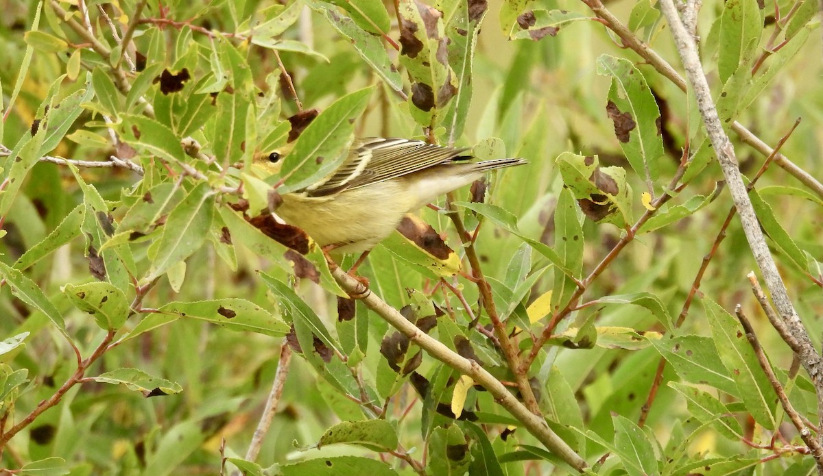 Blackpoll Warbler - ML623601407