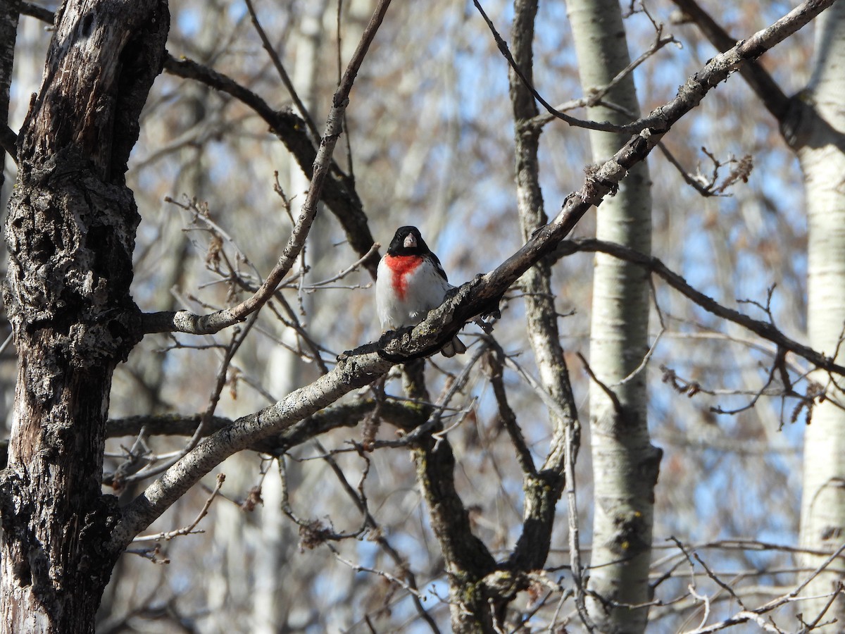 Cardinal à poitrine rose - ML623601442