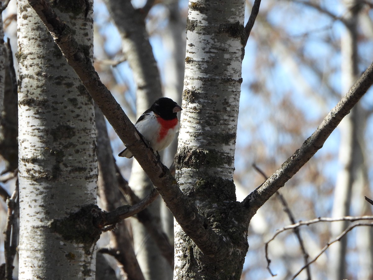 Rose-breasted Grosbeak - ML623601443