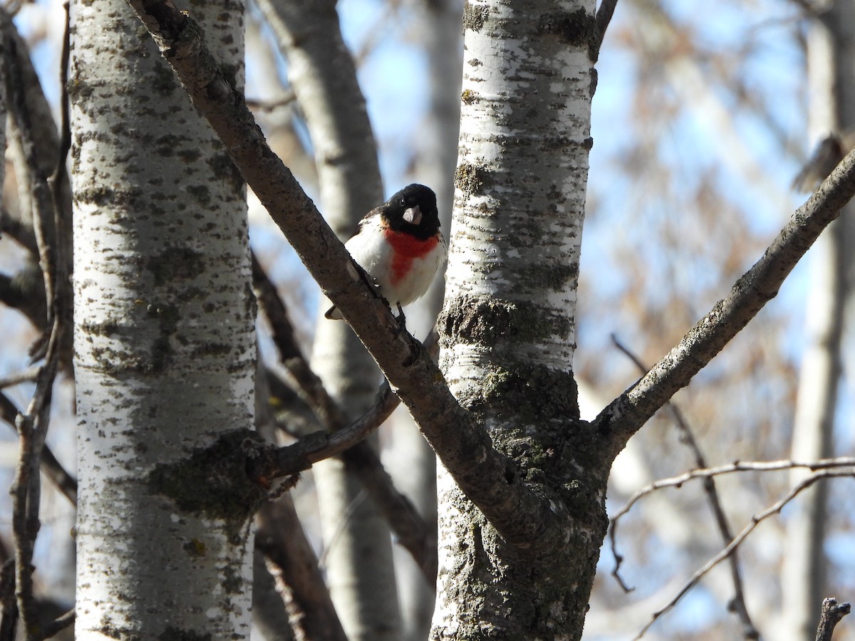 Rose-breasted Grosbeak - ML623601444