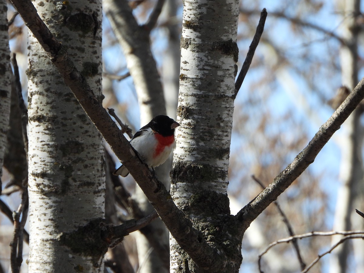 Cardinal à poitrine rose - ML623601446