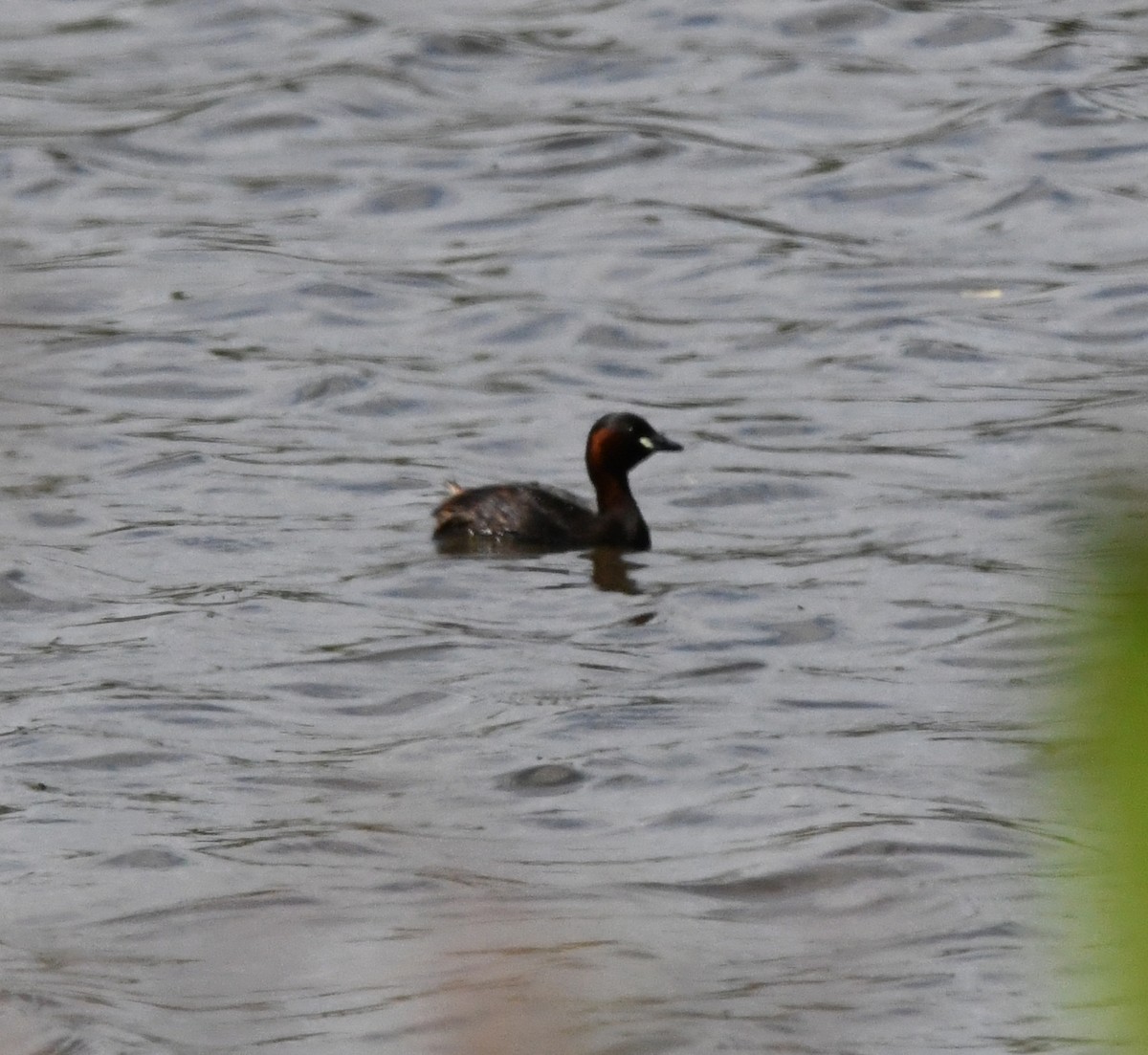 Little Grebe (Little) - ML623601447