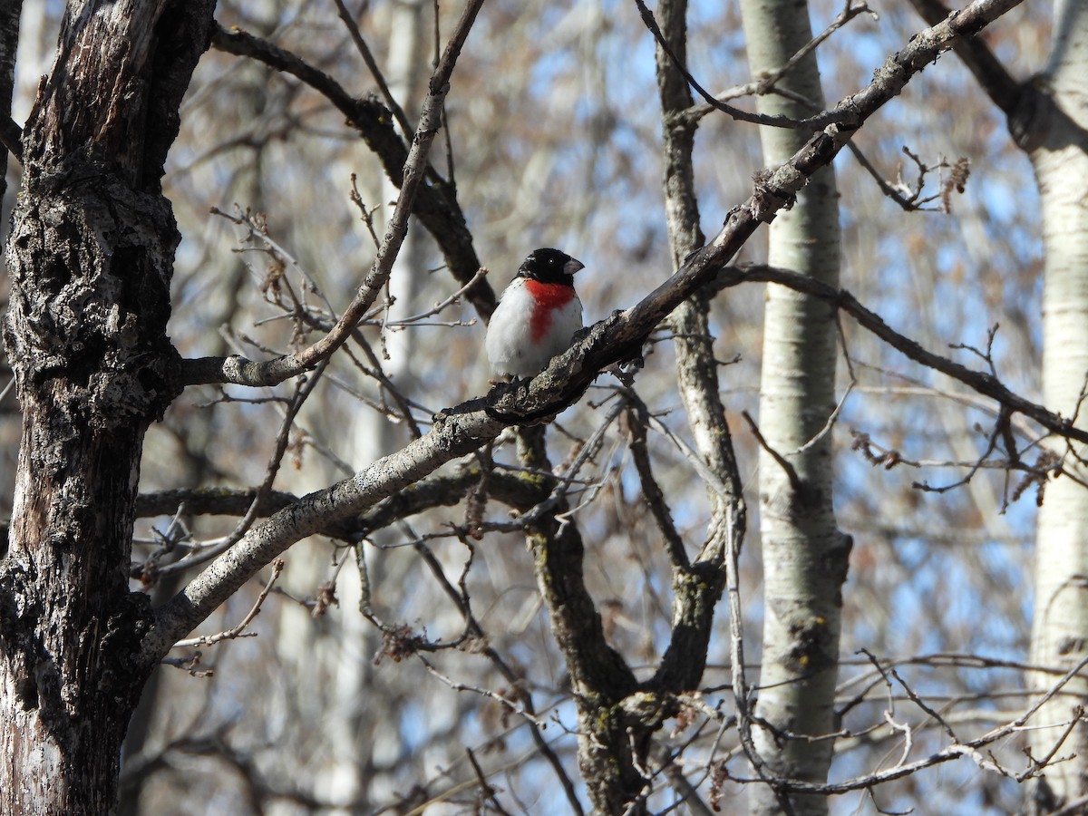 Rose-breasted Grosbeak - ML623601449