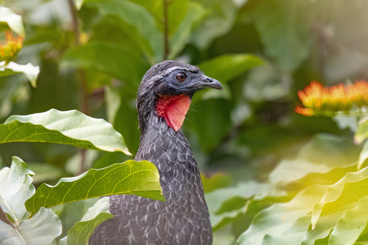 Rusty-margined Guan - Giusepe Donato