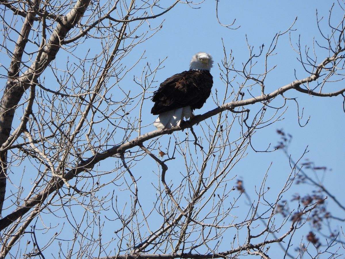 Bald Eagle - ML623601510