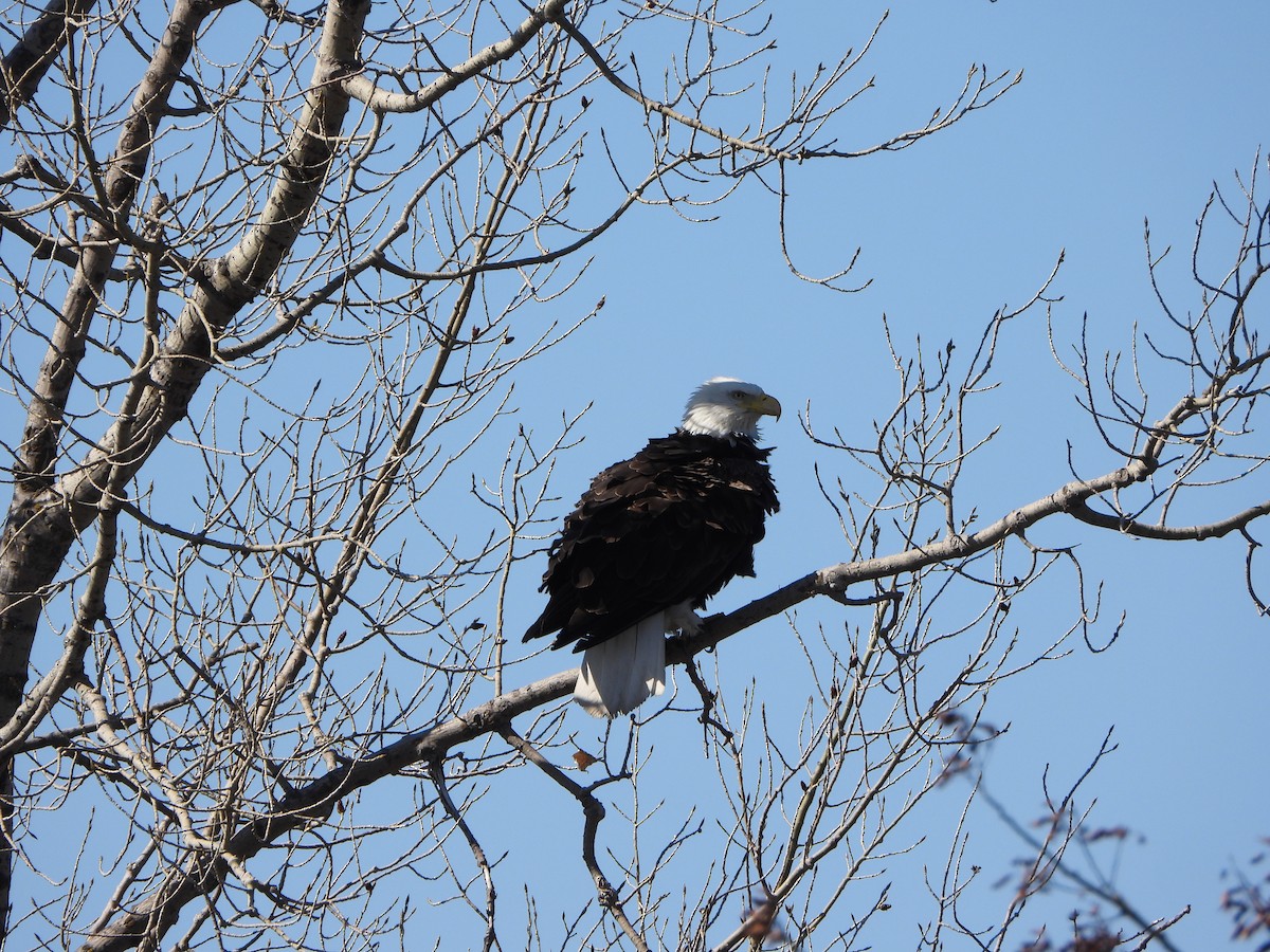 Bald Eagle - ML623601511