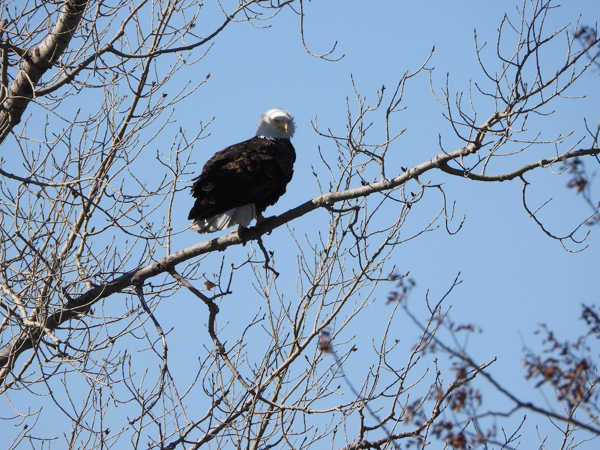 Bald Eagle - ML623601512