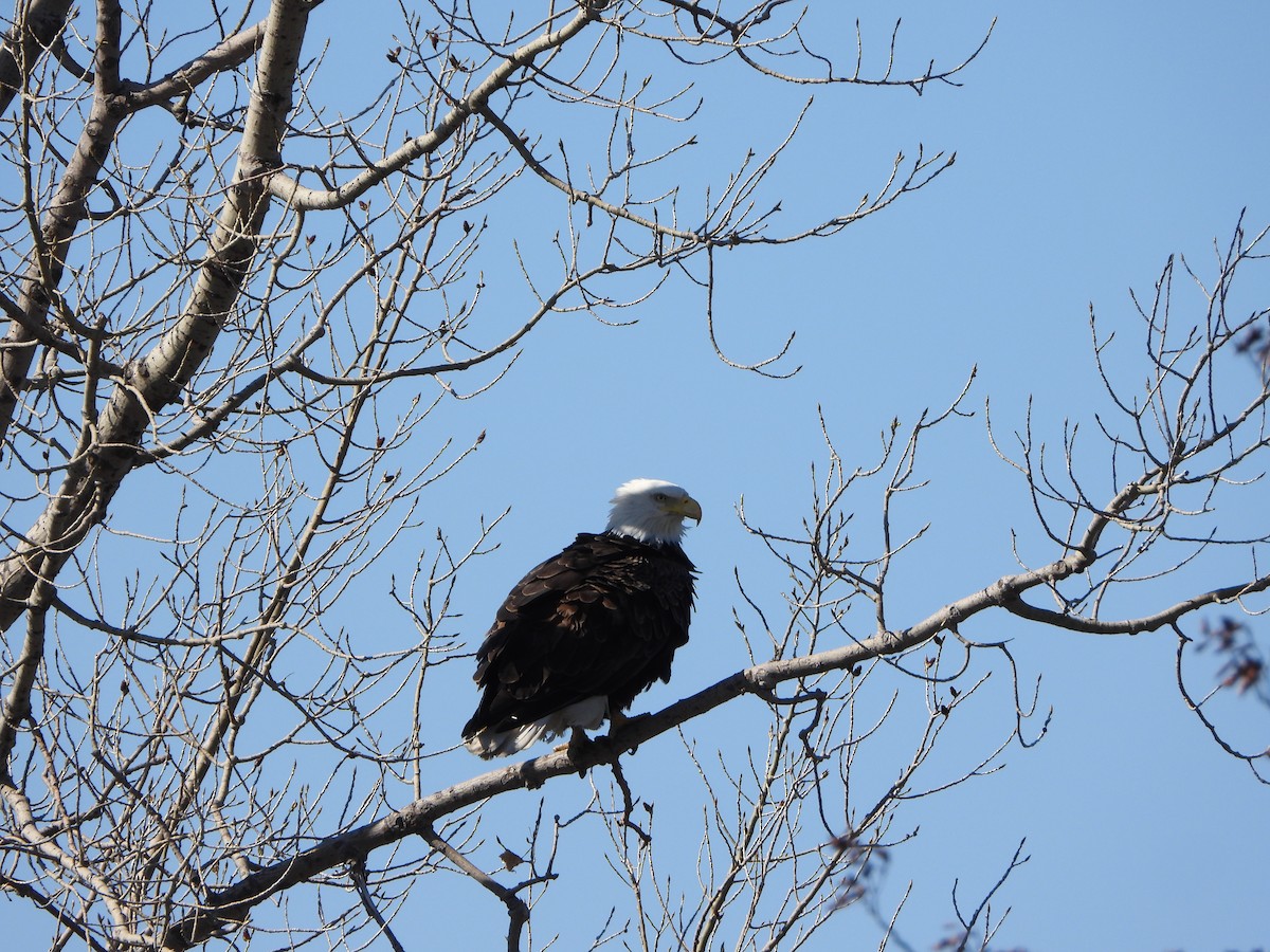 Bald Eagle - ML623601513