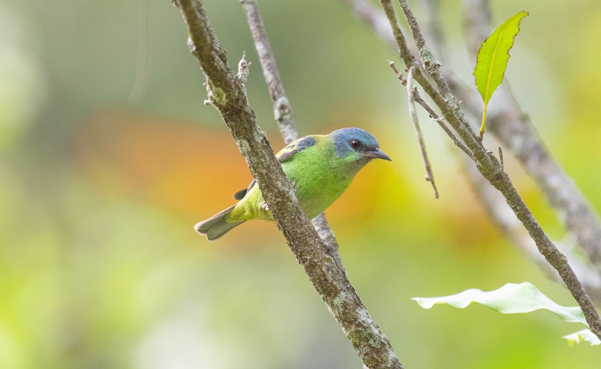 Blue Dacnis - ML623601515