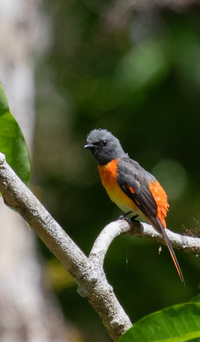 Small Minivet - Santosh Bs