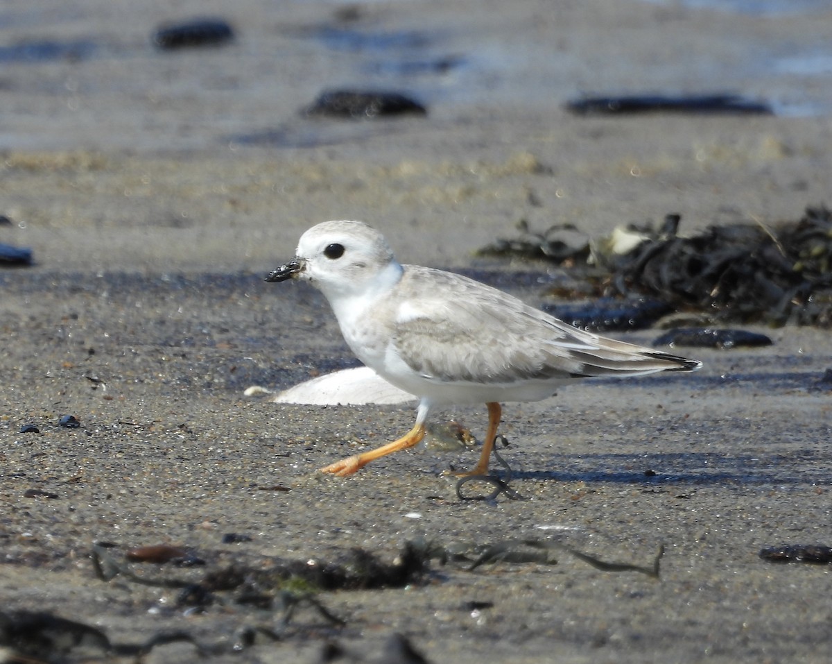 Piping Plover - ML623601525