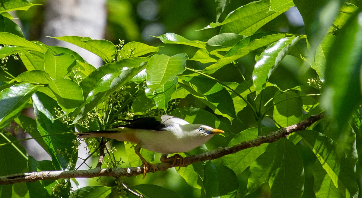 White-headed Starling - ML623601526