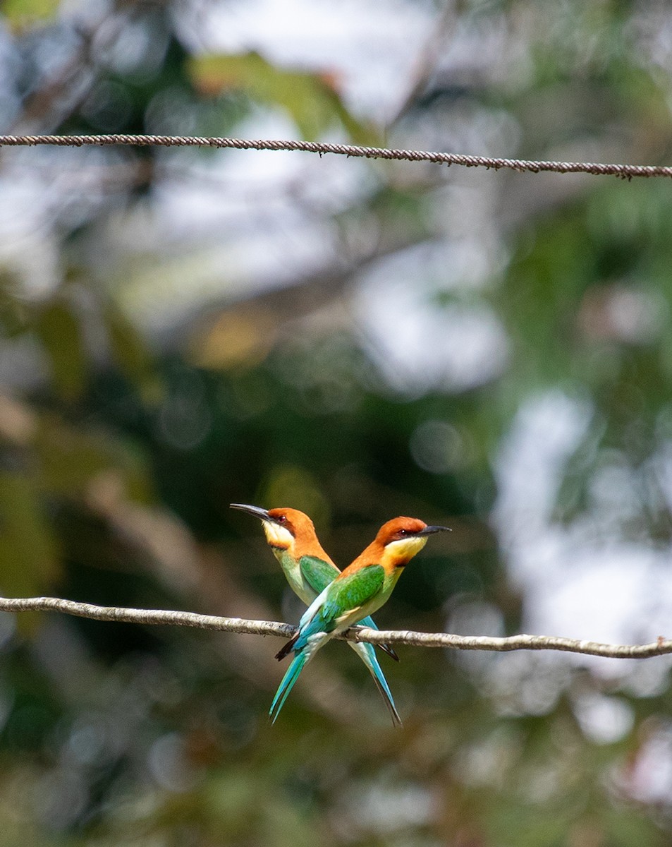 Chestnut-headed Bee-eater - ML623601532