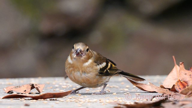 Canary Islands Chaffinch (Canary Is.) - ML623601540