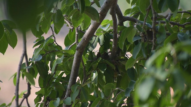 Red-vented Bulbul - ML623601559