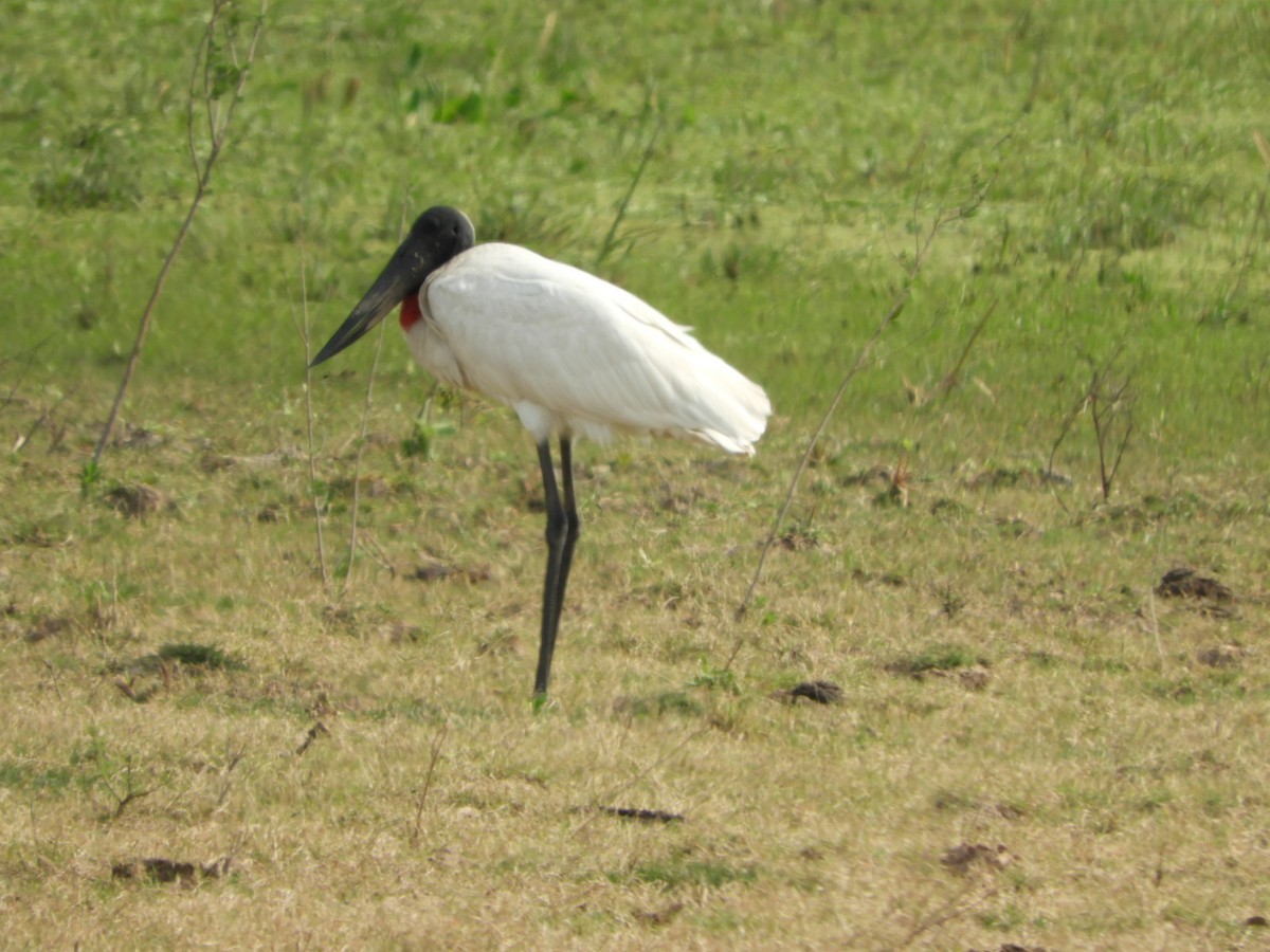 Jabiru - ML623601560