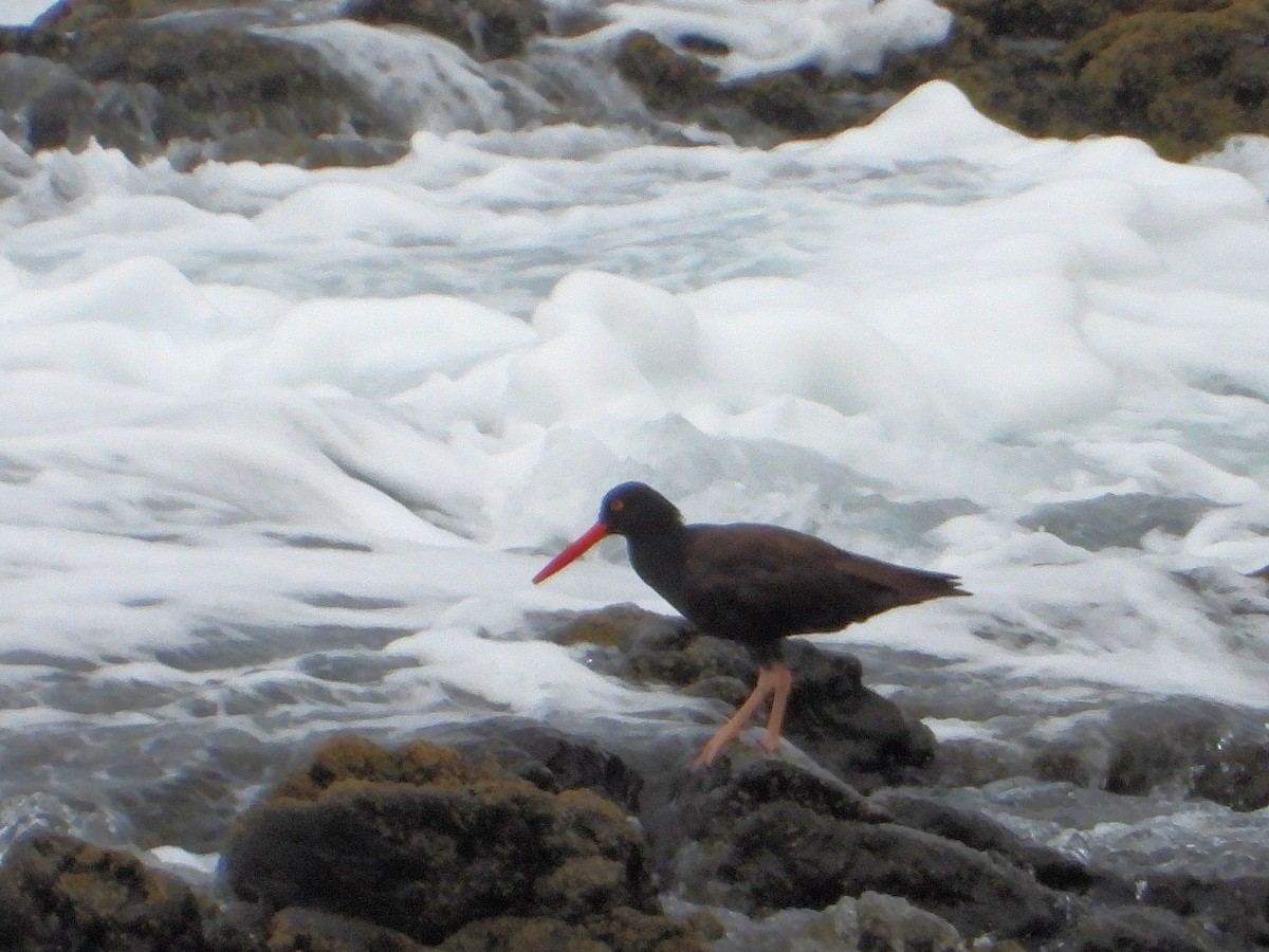 Black Oystercatcher - ML623601562