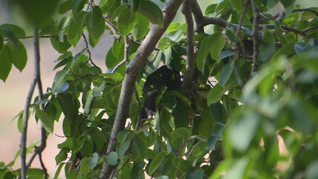 Red-vented Bulbul - ML623601565