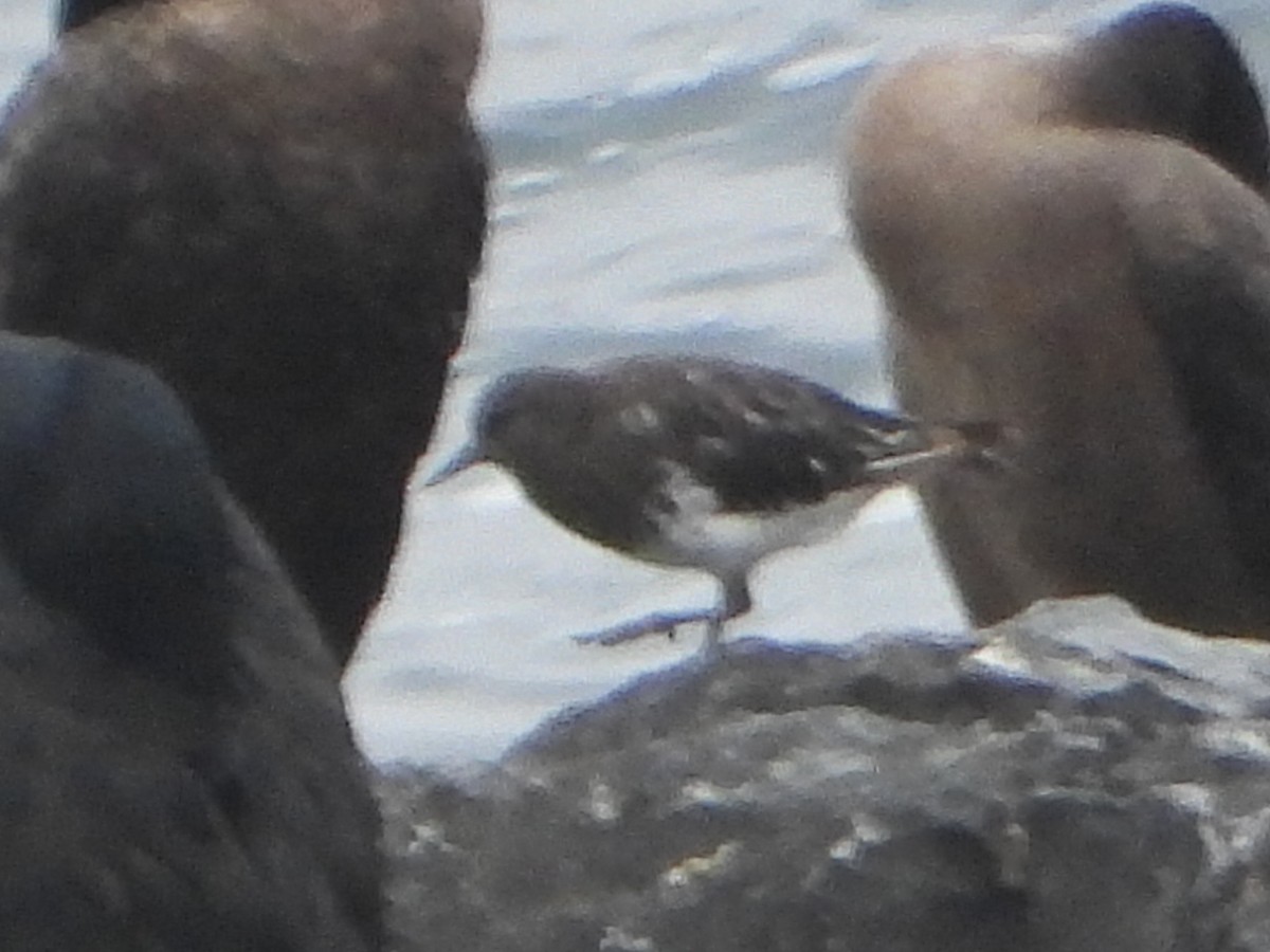 Black Turnstone - ML623601566