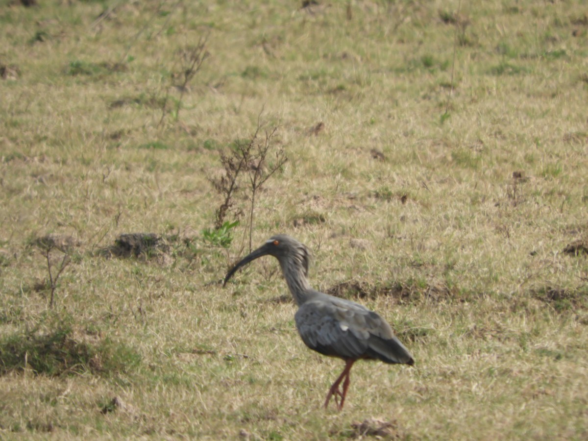 Plumbeous Ibis - ML623601572