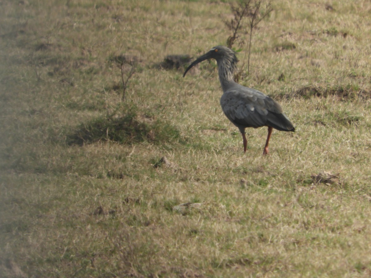 Plumbeous Ibis - ML623601573