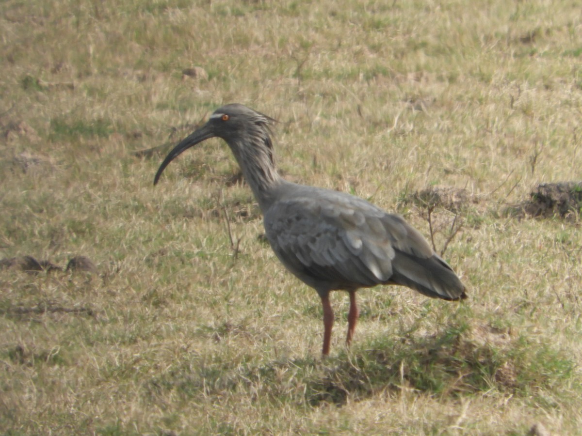 Plumbeous Ibis - ML623601574