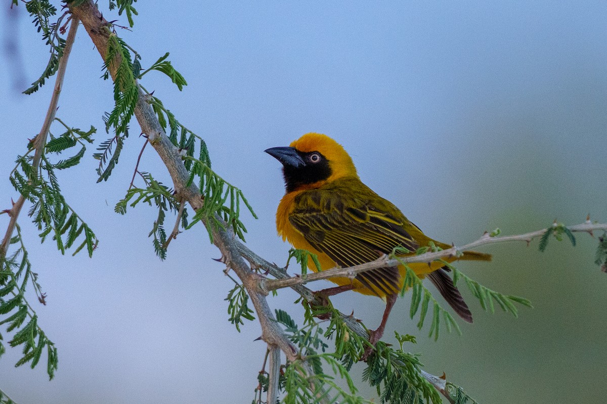 Heuglin's Masked-Weaver - ML623601583