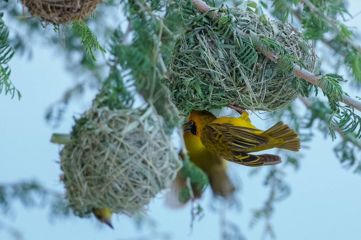 Heuglin's Masked-Weaver - ML623601584