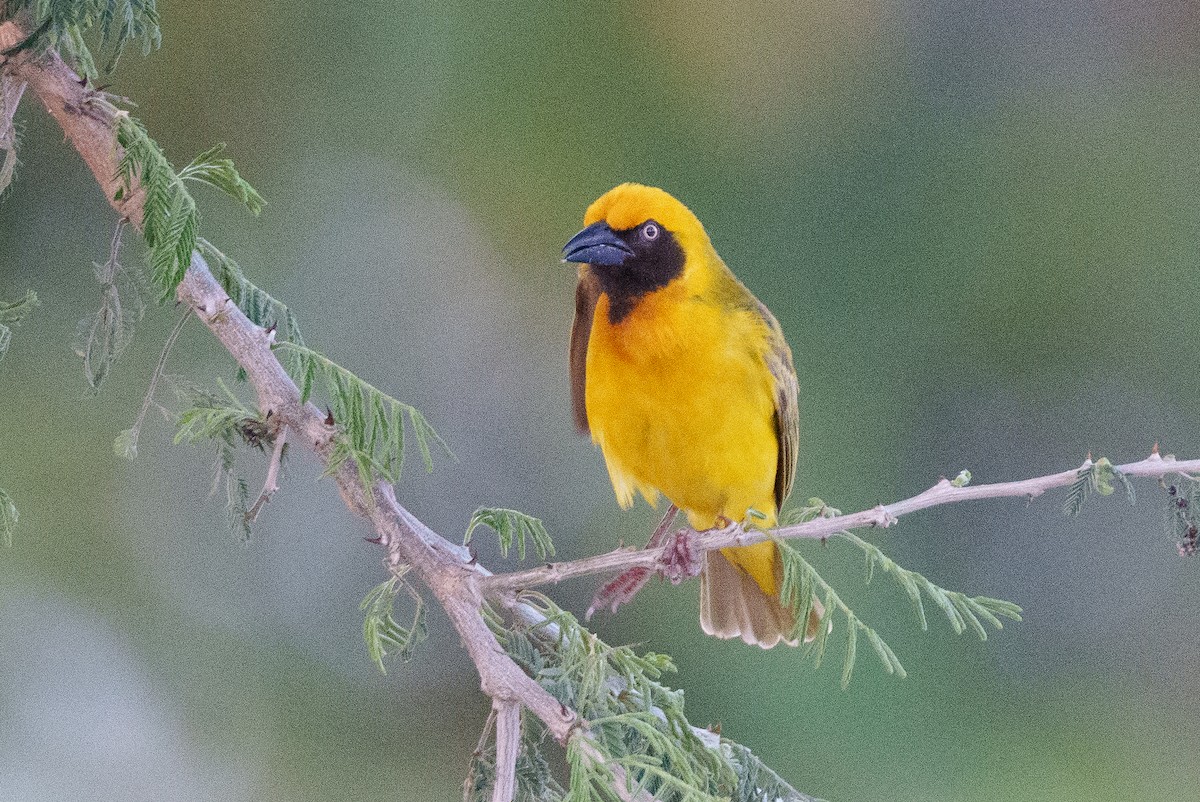 Heuglin's Masked-Weaver - ML623601590