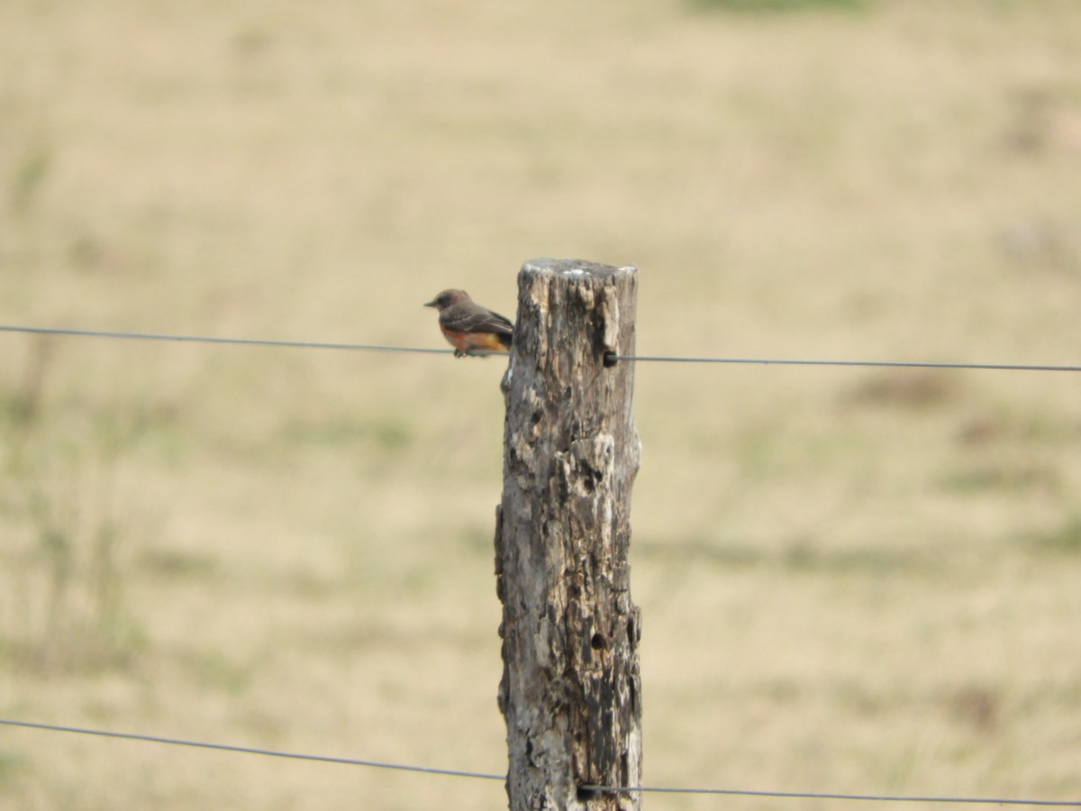 Vermilion Flycatcher - ML623601591