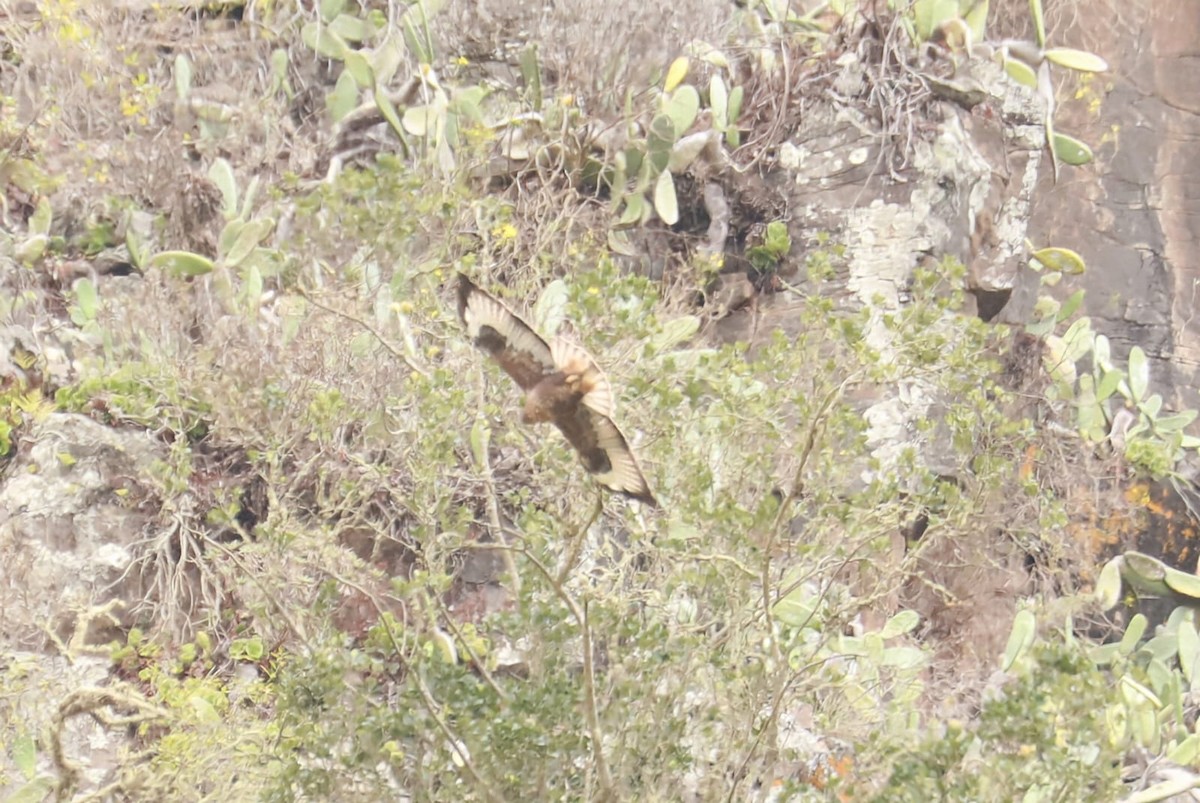 Common Buzzard (Canary Is.) - ML623601601