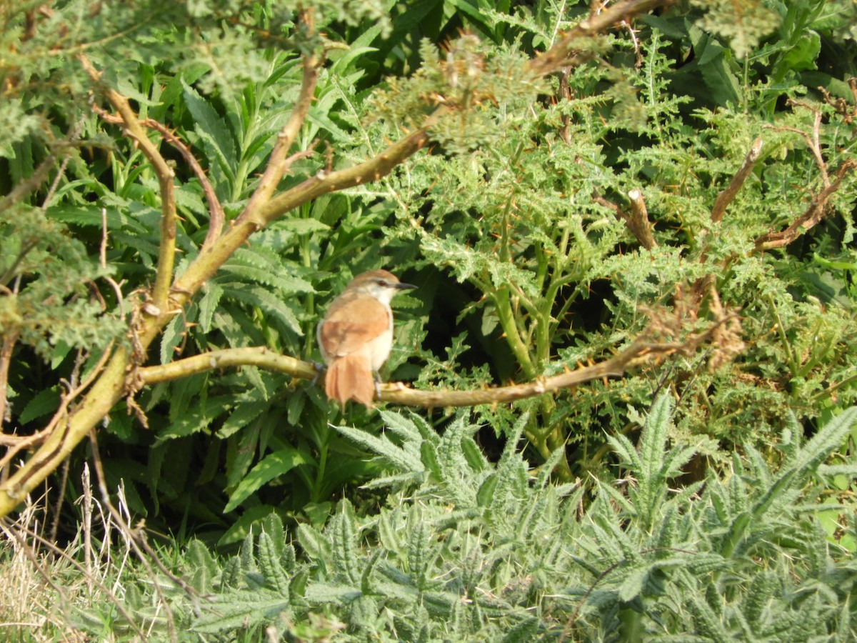 Yellow-chinned Spinetail - ML623601605