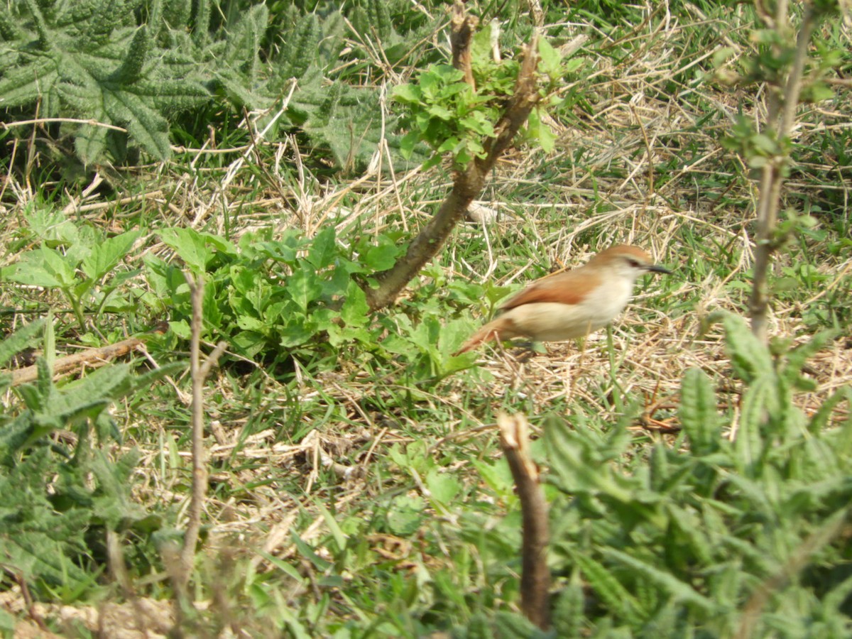 Yellow-chinned Spinetail - ML623601608