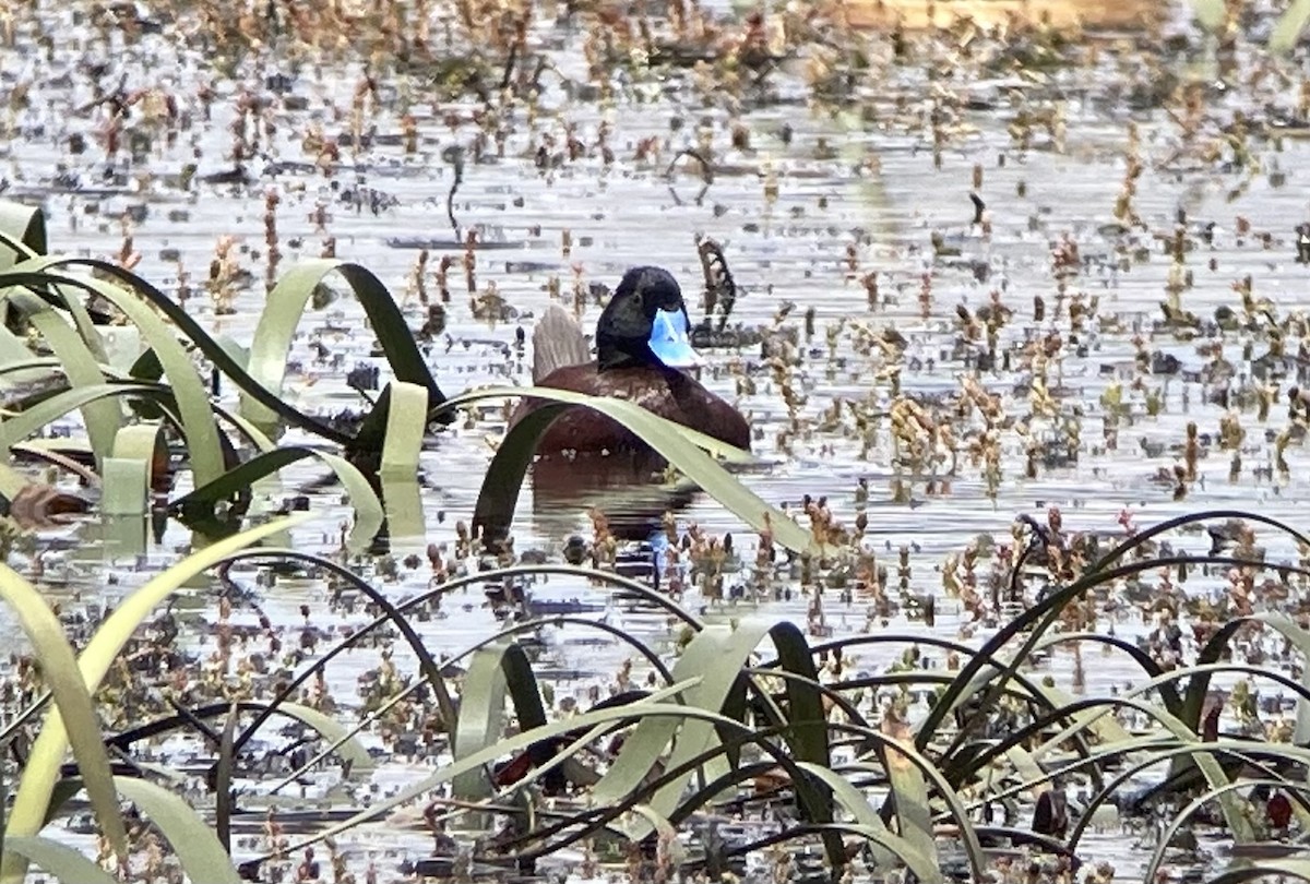 Blue-billed Duck - ML623601648