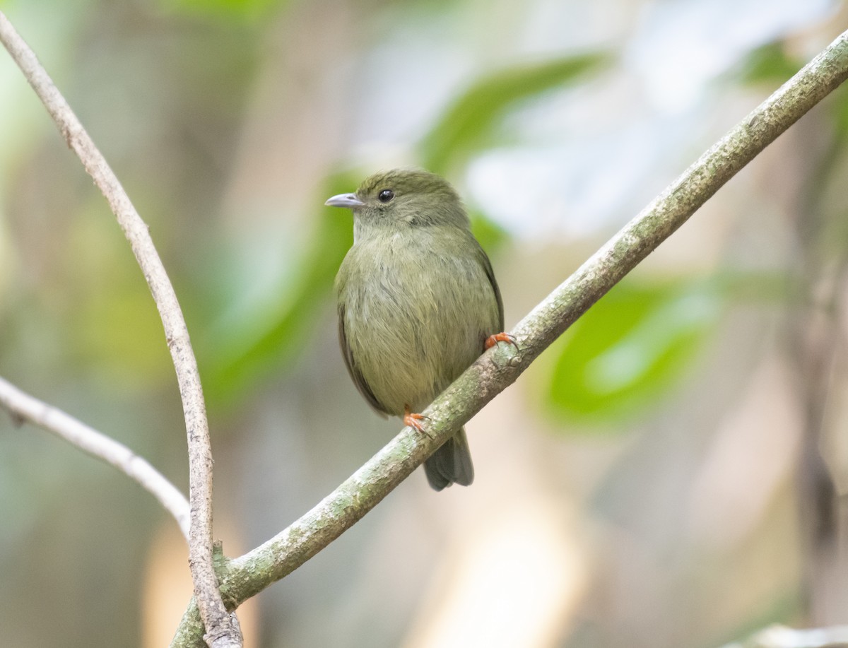 White-bearded Manakin - ML623601661