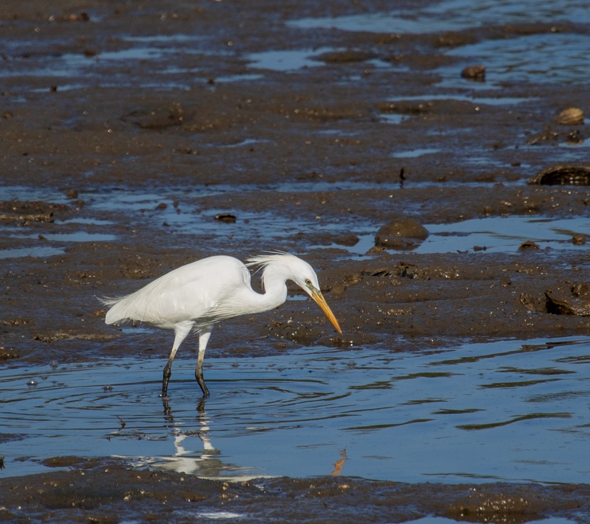 Chinese Egret - ML623601694