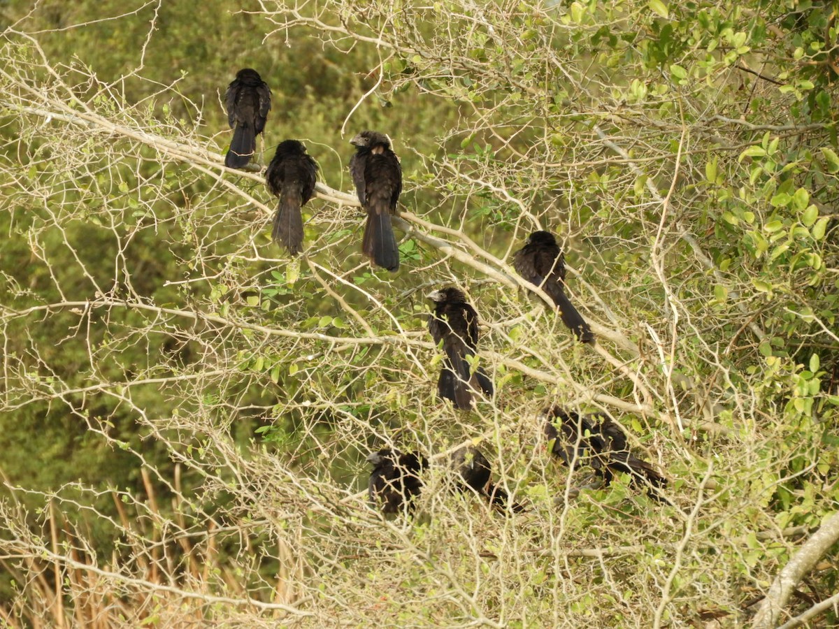 Smooth-billed Ani - Silvia Enggist