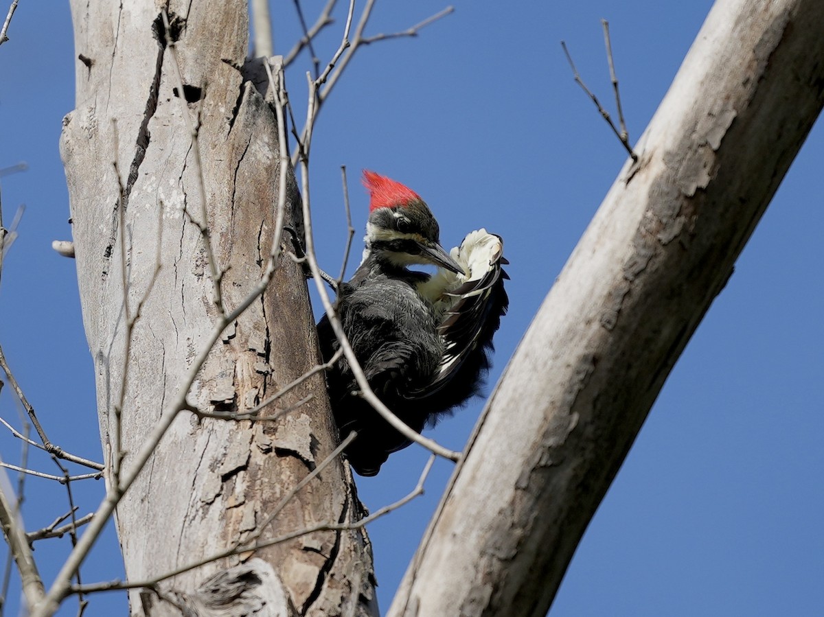 Pileated Woodpecker - ML623601763