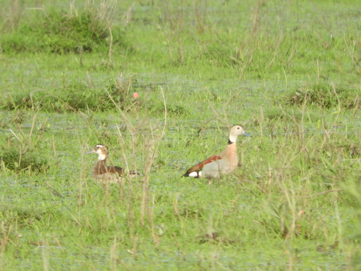 Ringed Teal - ML623601774