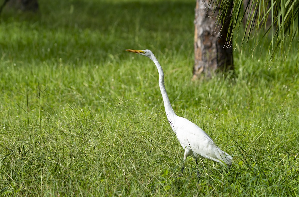 Great Egret - ML623601781