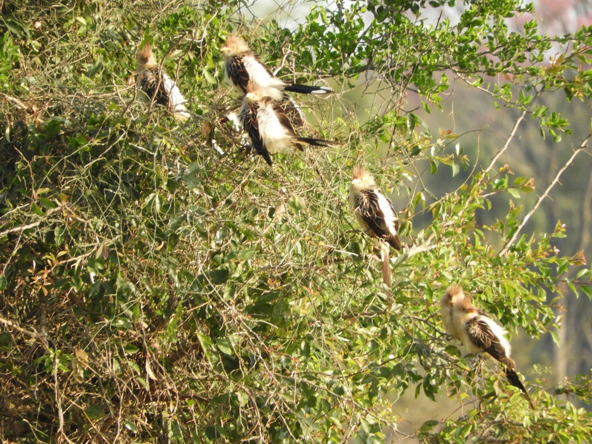 Guira Cuckoo - ML623601782