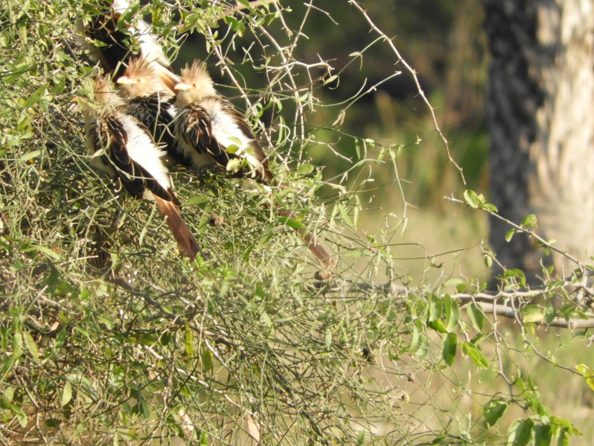 Guira Cuckoo - ML623601783