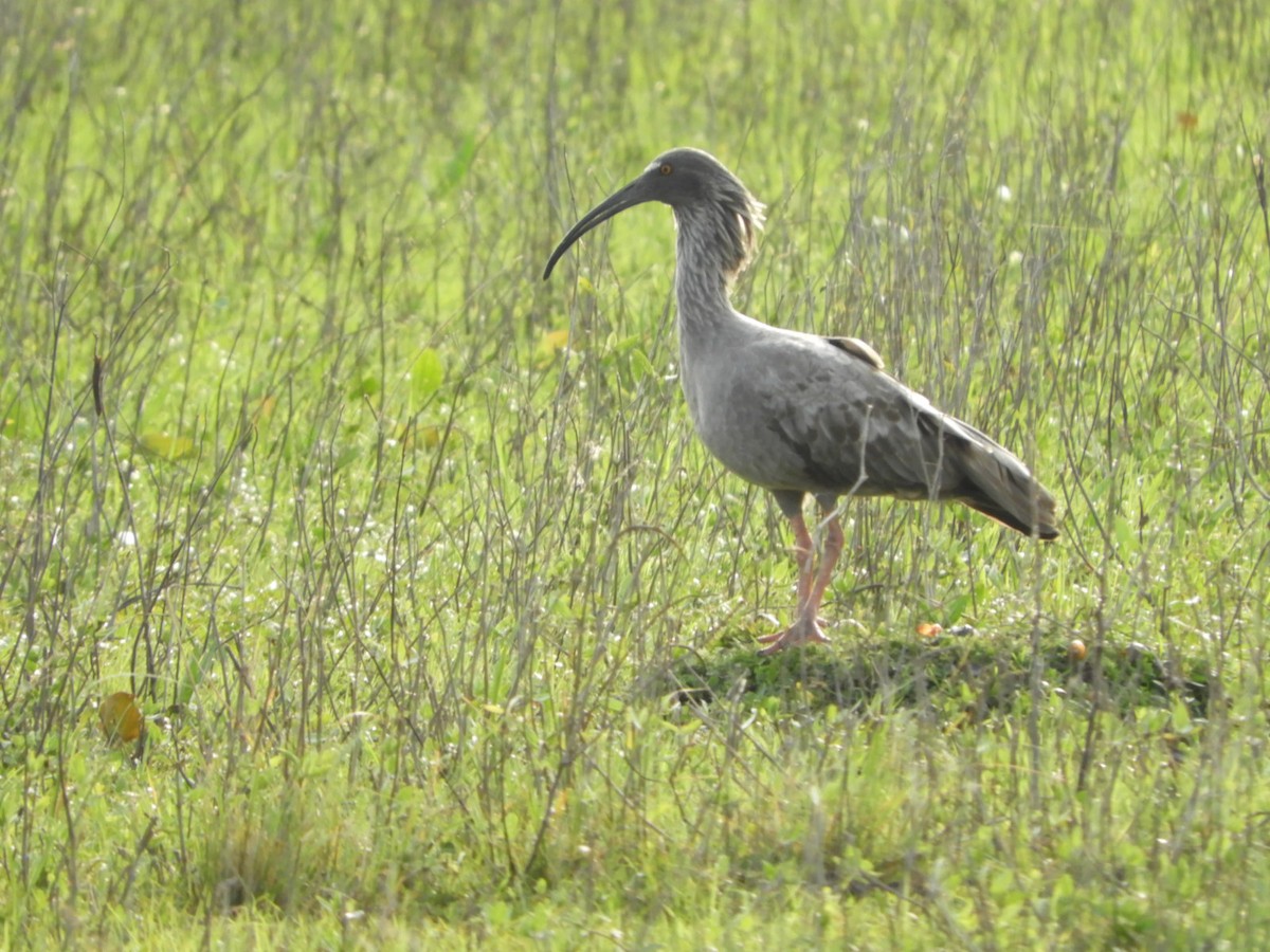 Plumbeous Ibis - ML623601795